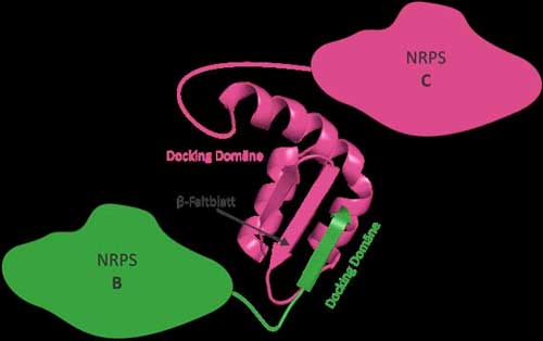 3D structure of an NRPS docking domain pair