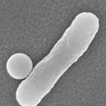 bacteria_cargoshuttle