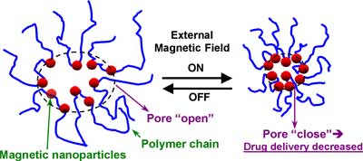 Mechanism of magnetic-sensitive behaviors in ferrogels