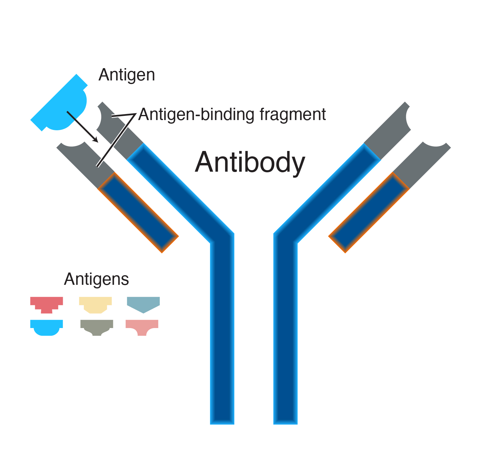 Schematic representation of the structure of an antibody