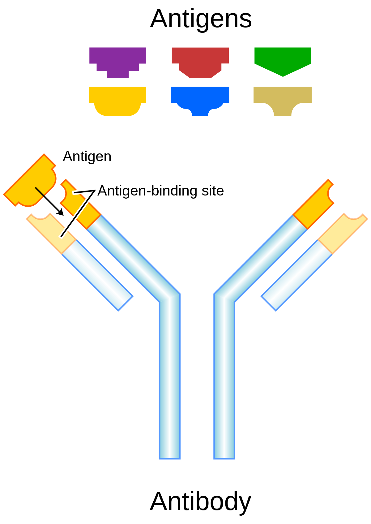 This image illustrates the structure of an antigen and its interaction with an antibody