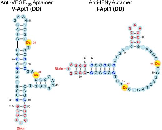 This schematic shows the secondary structure of two aptamers