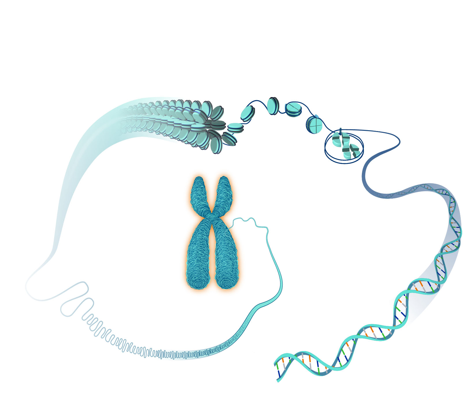 This illustration shows the structure of a chromosome, highlighting how DNA is tightly packed around disc-shaped proteins to form the characteristic X-shaped figure seen during cell division.