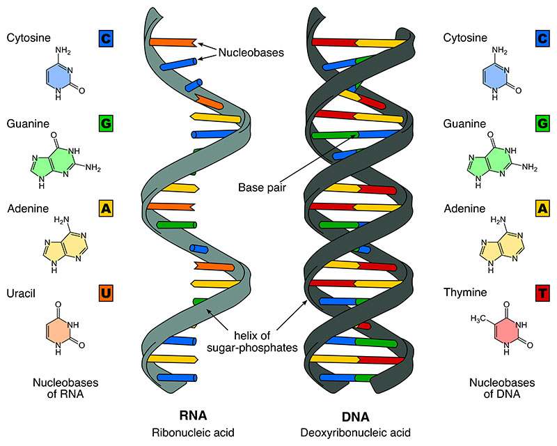 This image illustrates the structure of DNA and RNA