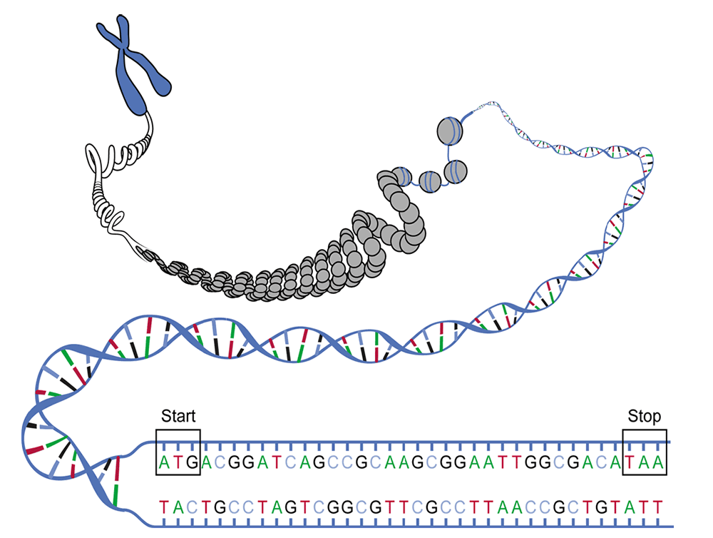Illustration of a gene within a DNA sequence, showing the organization from chromosome to DNA double helix