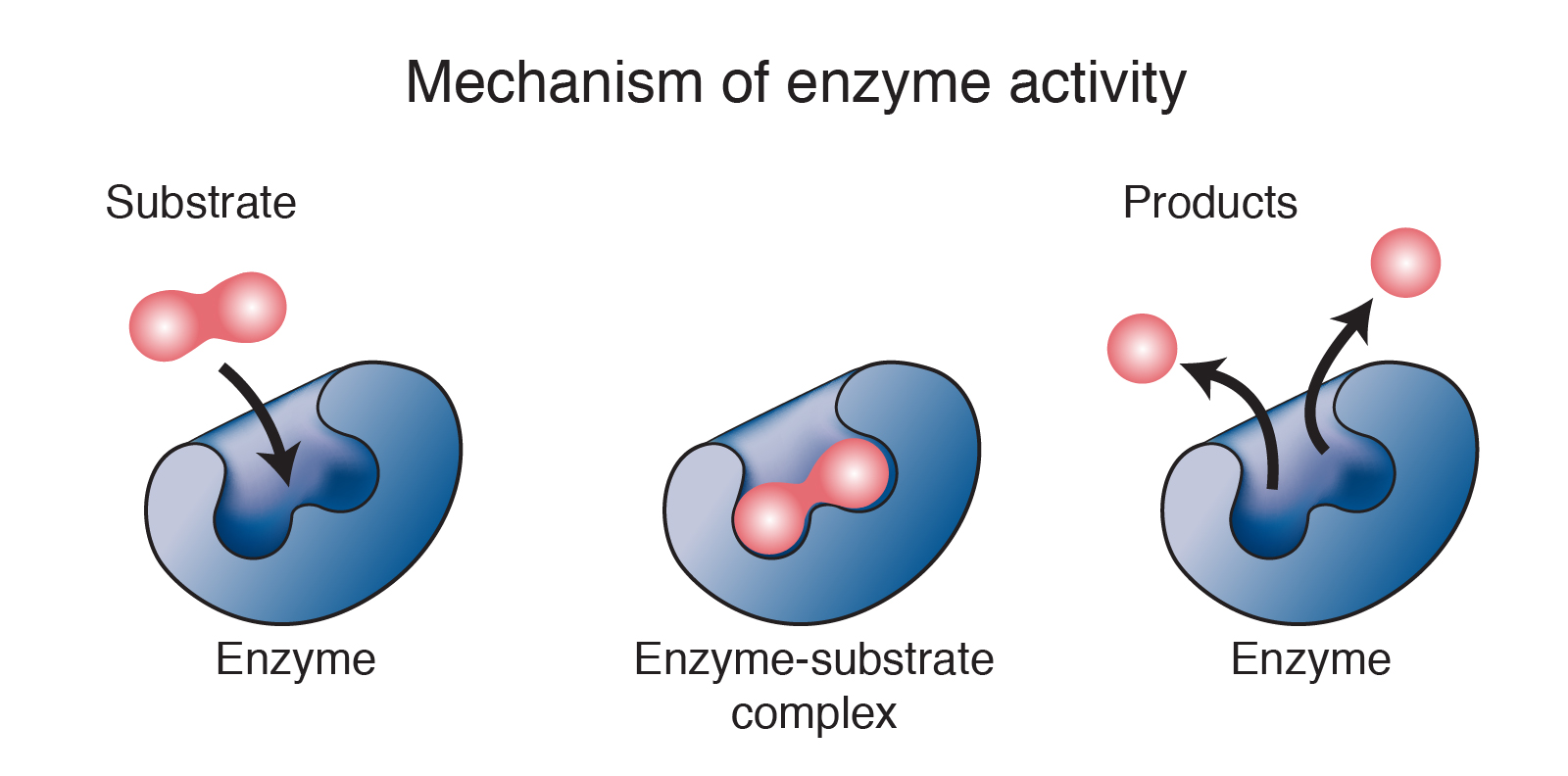 Illustration of an enzyme catalyzing a chemical reaction