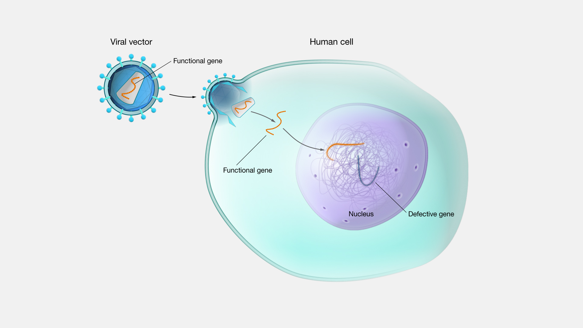 This image illustrates the concept of gene therapy
