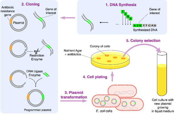 Illustration of the basic steps of genetic engineering