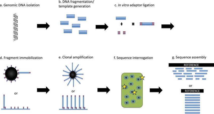 This image illustrates the typical steps in next-generation sequencing (excluding single-molecule sequencing methods)
