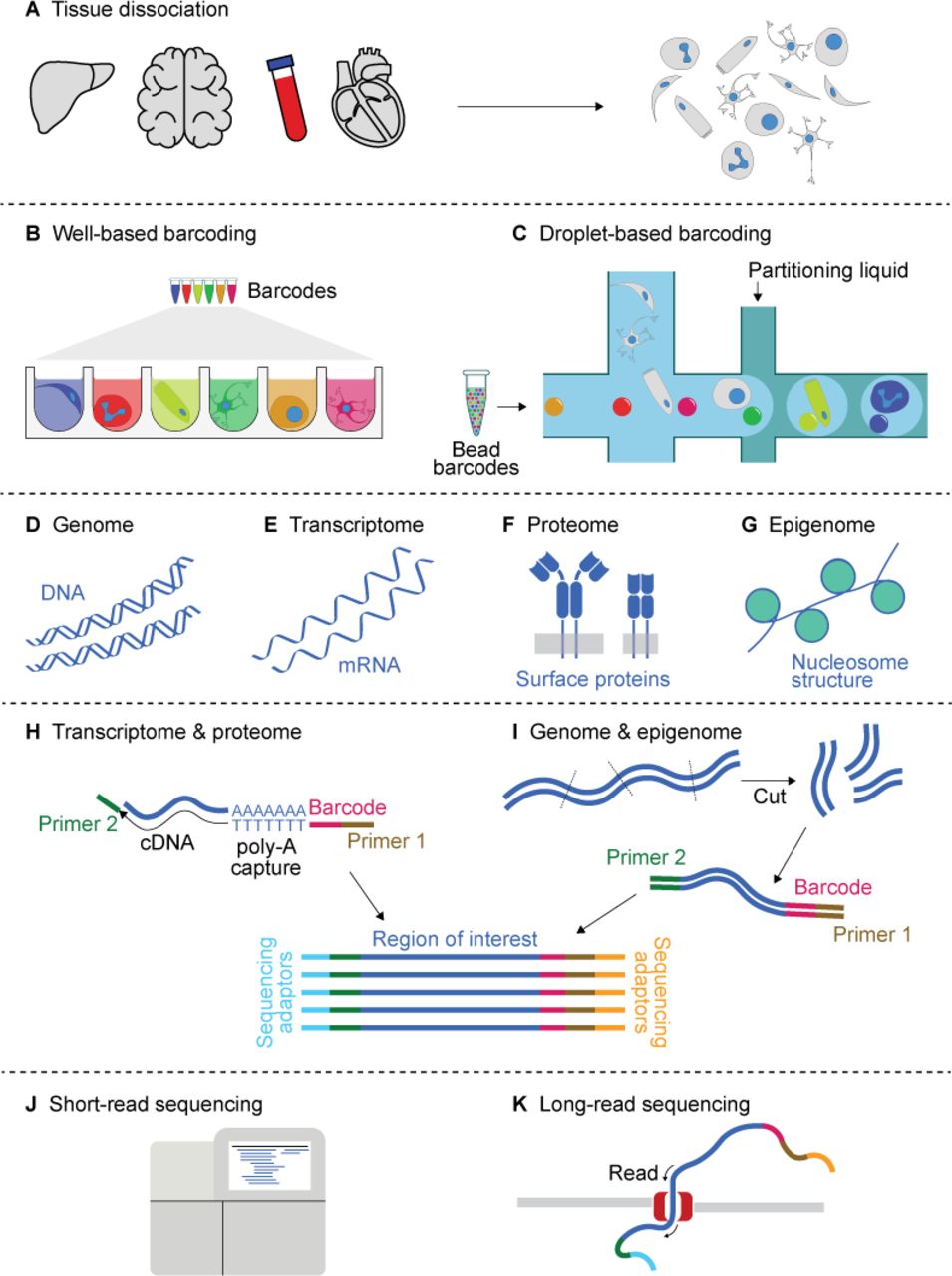 This image illustrates the concept of single-cell sequencing, where individual cells are isolated and their genetic material is analyzed separately