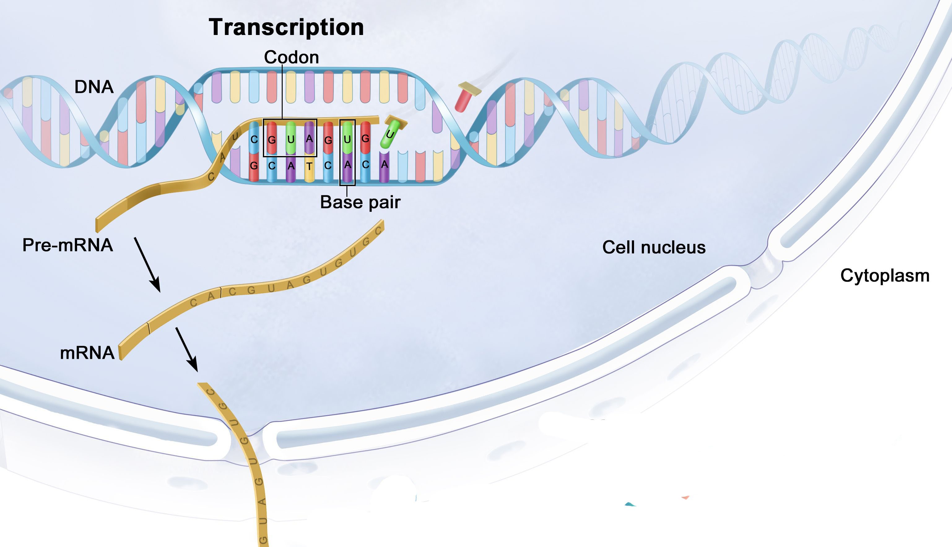 This image illustrates the process of gene transcription, where the genetic information in DNA is copied into RNA