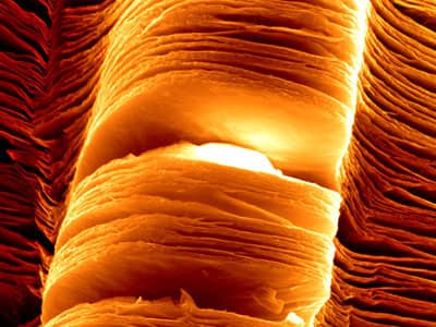  MXene -  scanning electron micrograph of exfoliated nanosheets