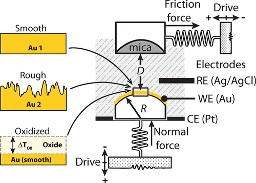 This diagram illustrates the electrochemical surface forces apparatus (EC-SFA), a sophisticated device designed to measure interaction and friction forces, and distances between surfaces under varying electrochemical conditions