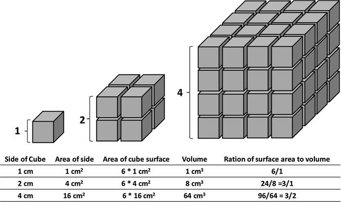 This image illustrates the concept of surface-to-volume ratio, showing how the ratio increases as the size of an object decreases