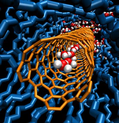 A single chain of water molecules lines the cavity inside a carbon nanotube porin, which is embedded in a lipid bilayer