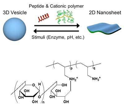 3D vesicles can be reversibly converted to 2D nanosheets via the cooperative action of a peptide and a cationic polymer called PAA-g-Dex, whose chemical structure is shown