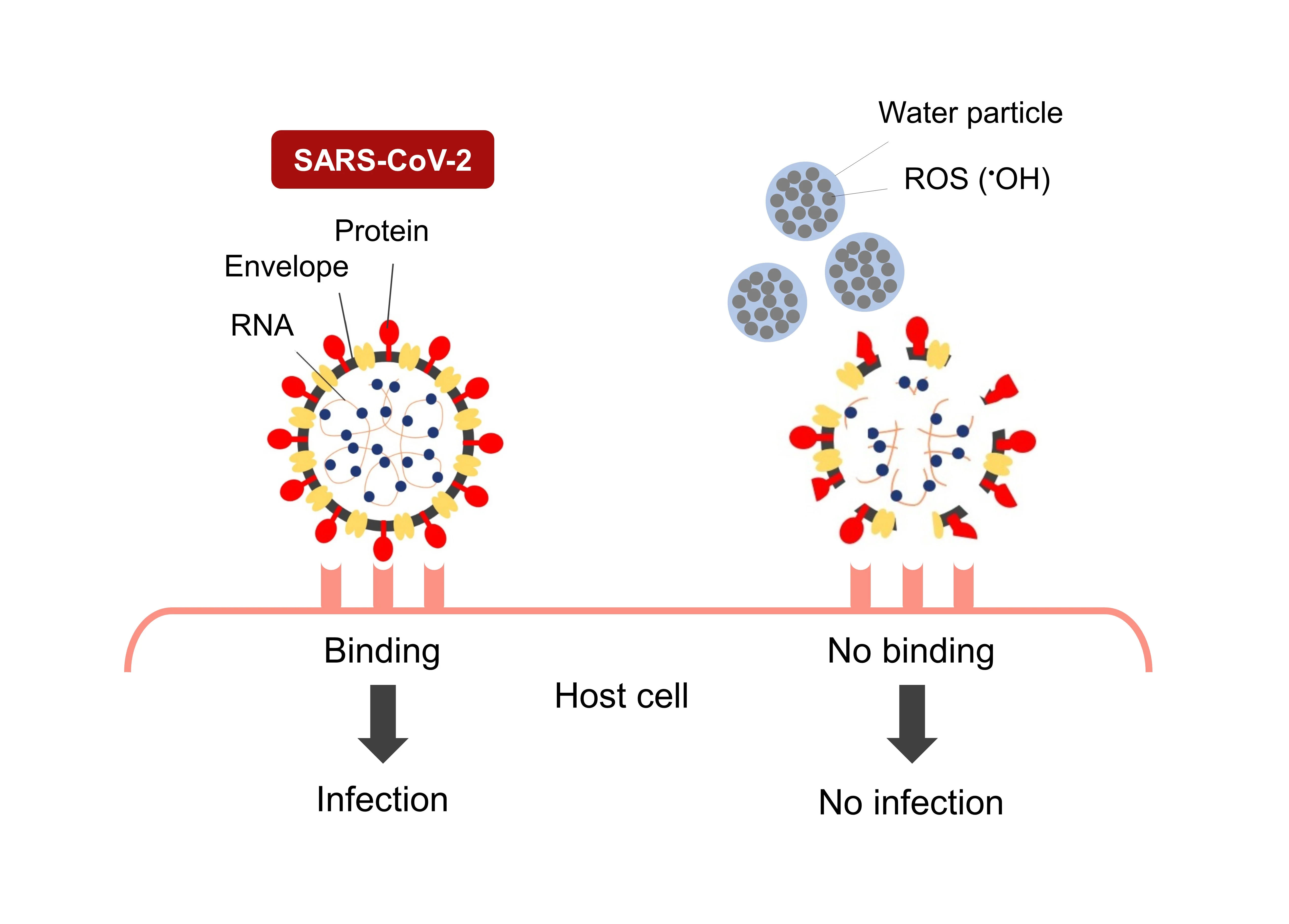 Disinfectant mechanism of nano-sized electrostatic atomized water particles on SARS-CoV-2