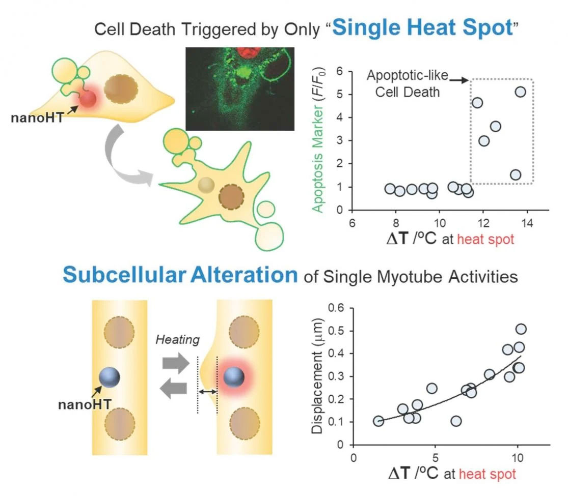 A nanoparticle combining photothermal heating and fluorescence thermometry functions as a localized heat spot, and is capable of inducing cell death or muscle contraction