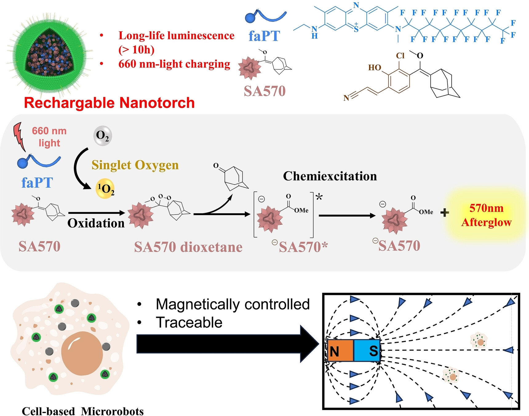 Nanotorchas fotoluminiscentes recargables para el seguimiento in vivo de microrobots basados ​​en células