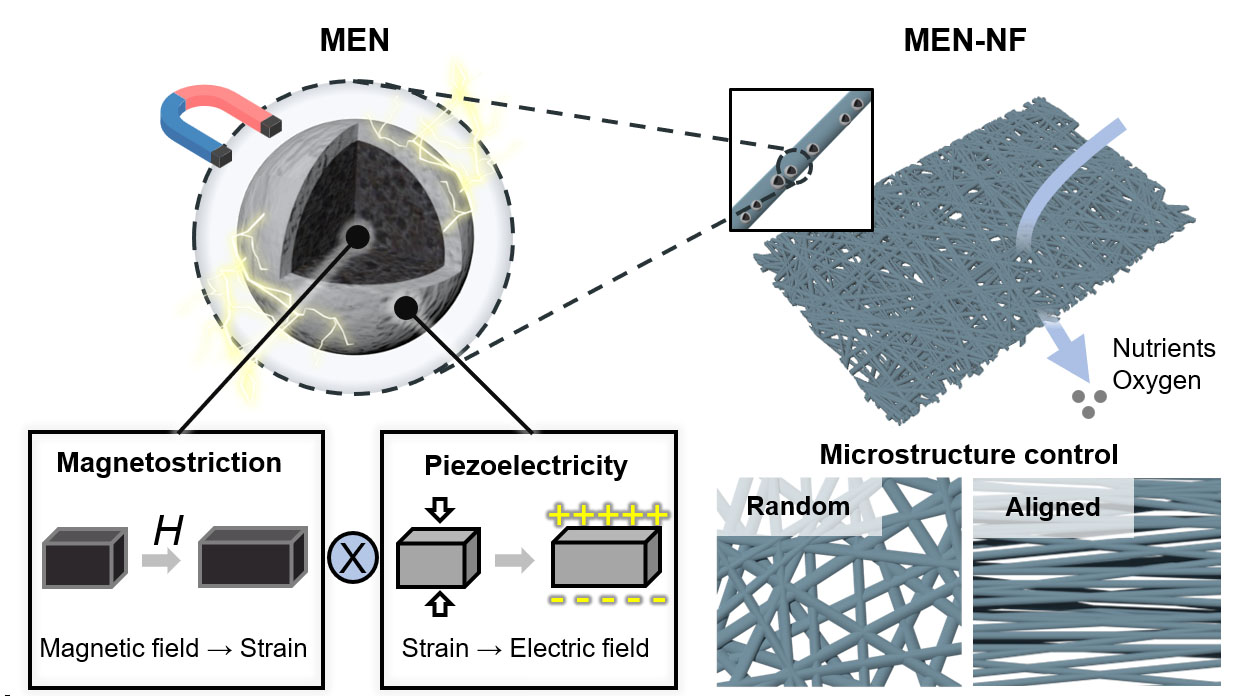 Schematic illustration of magnetoelectric nanoparticles synthesized in core/shell structure that couples magnetostrictive core that transduces magnetic field into local strain and piezoelectric shell that transduces strain into electric field.
