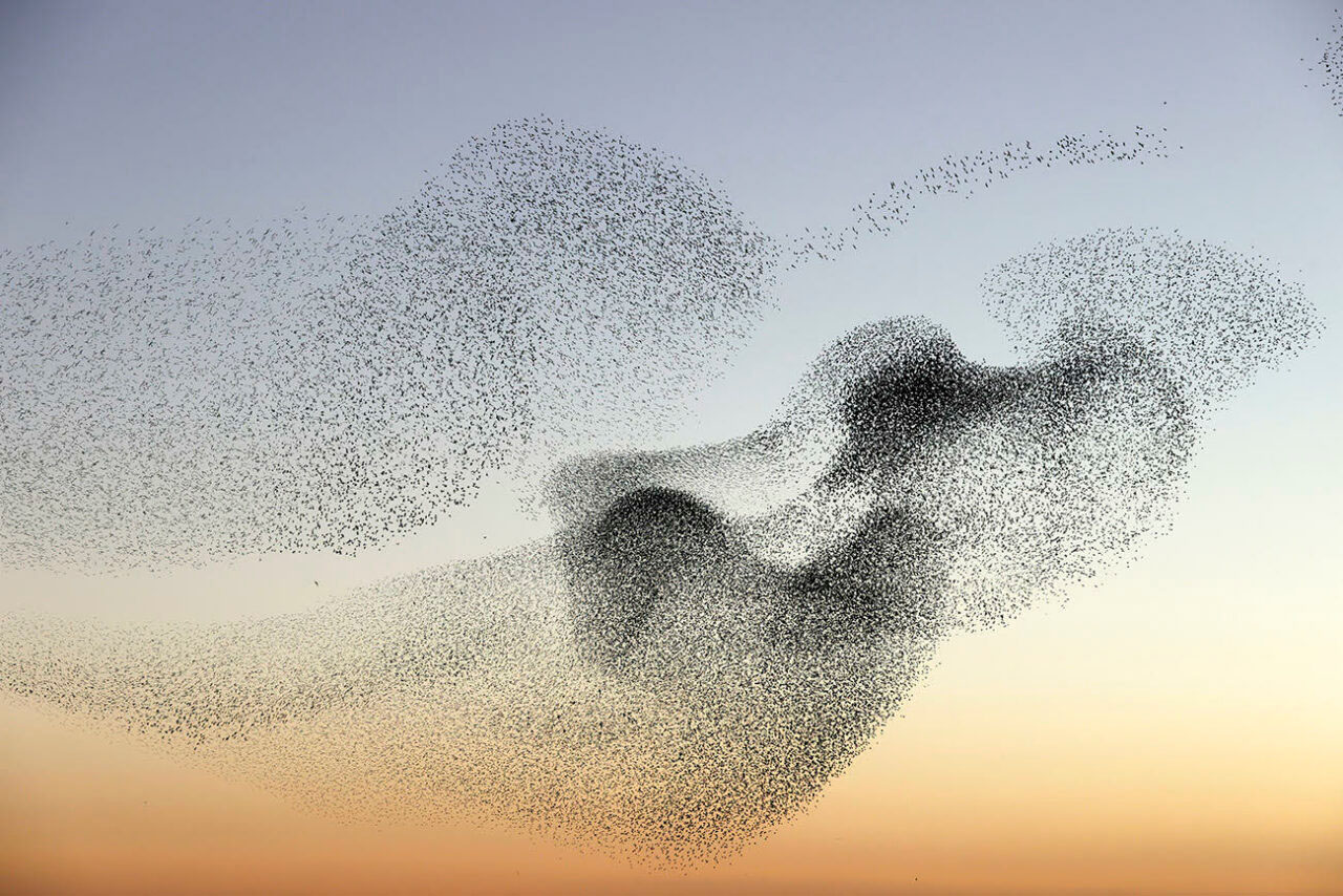 A murmuration of starlings in a sunset sky
