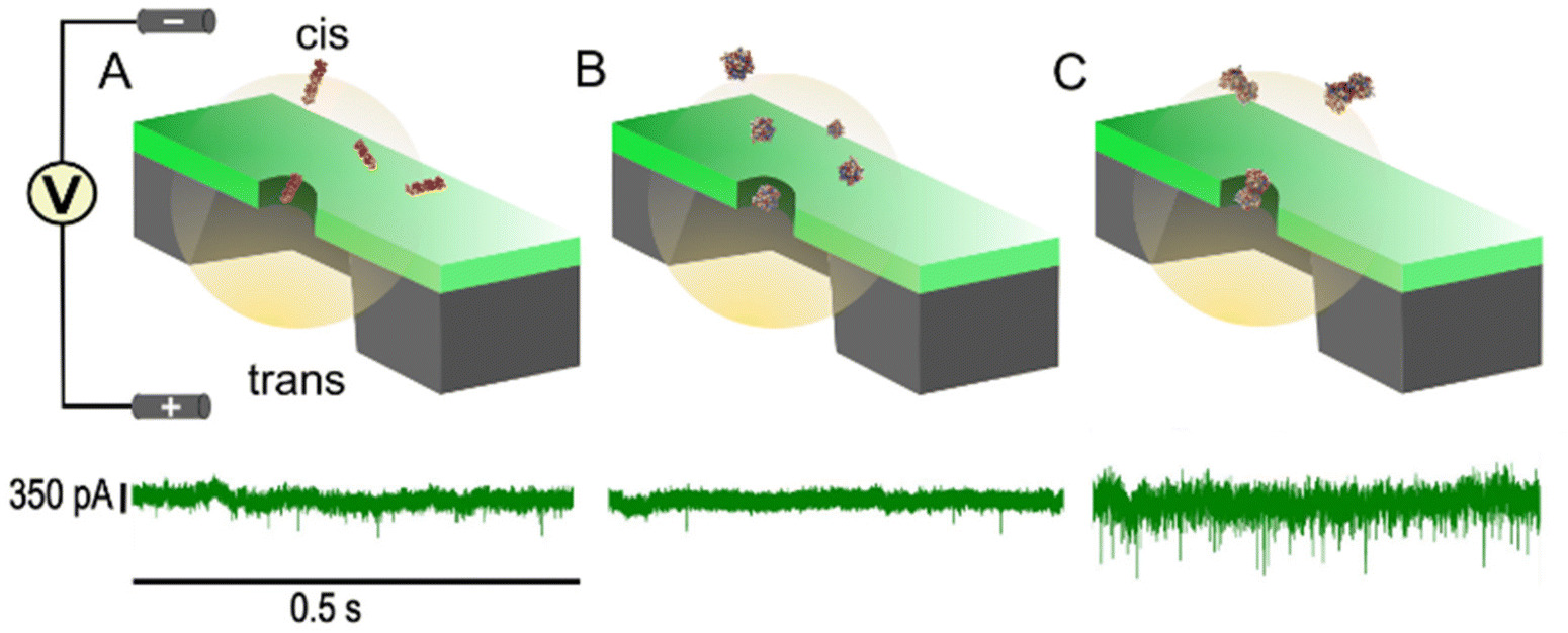 Schematic representations of nanopore experimental configurations displaying translocation, or migration, of proteins through an approximately 17 nm nanopore: (A) Translocation of heparin, (B) translocation of FGF-1, and (C) a mixture of heparin and FGF-1 in a 1:1 ratio translocation through the pores.