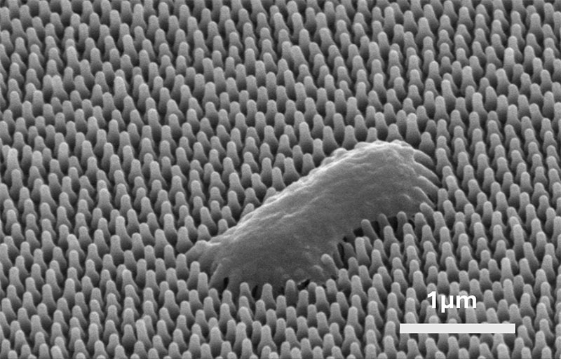 A scanning electron microscope title view of a Pseudomonas bacteria punctured on a cicada wing