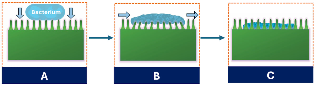 A diagram with three panels showing a bacteria on the nanopillars, the pillars bending, and the bacteria sinking into the pillars