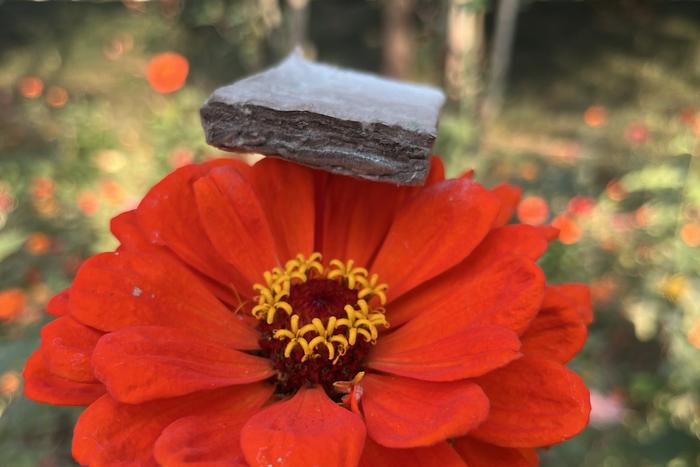 aerogel resting on a flower
