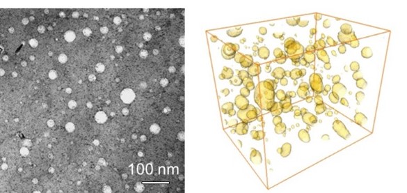 The TEM and 3D reconstruction images of NVD Au