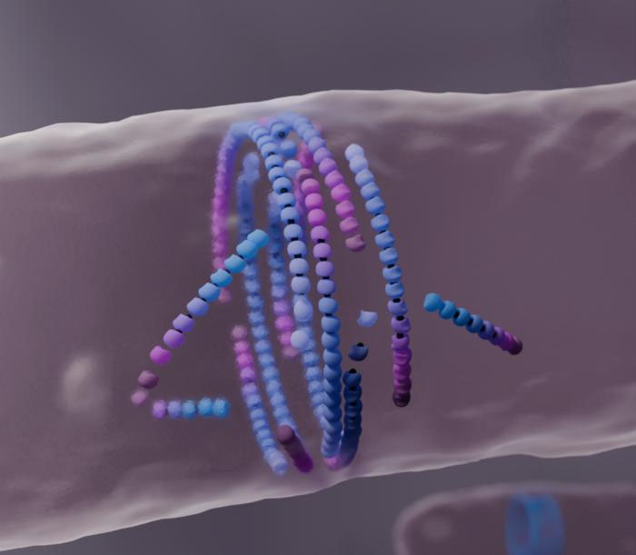 Computer simulation of filaments assembling into a division ring in the middle of the cell