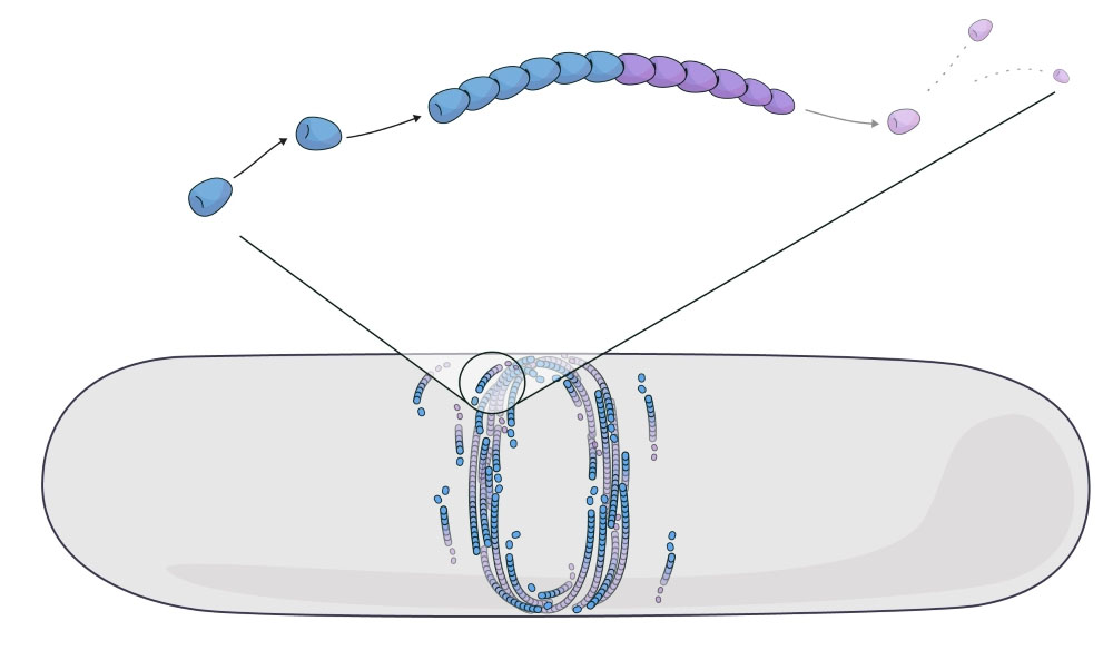 Simulating FtsZ filament self-organization by treadmilling