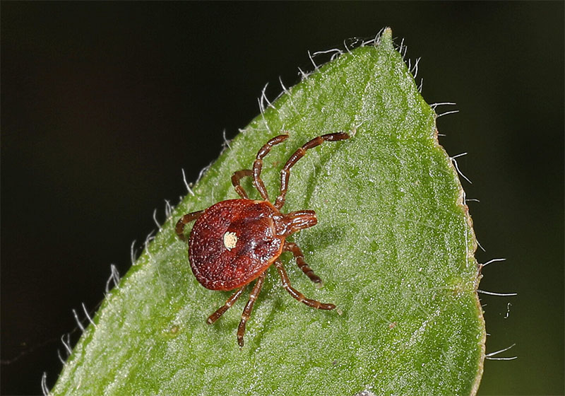 tick on a green leaf