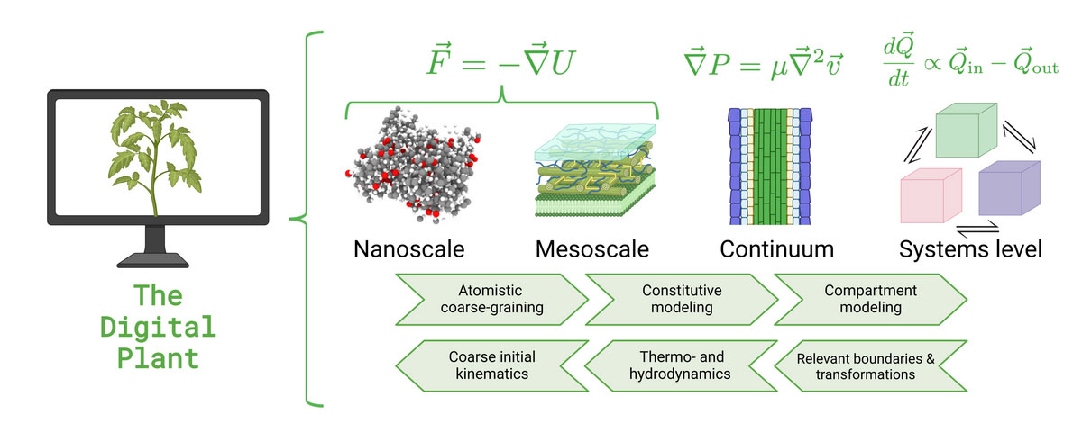 a graphic for the development of a plant “digital twin” that will enable rapid discovery of nanocarrier designs that enable efficient targeted delivery into plants