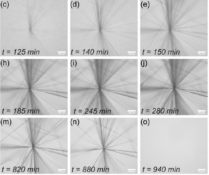 Microscopy images of the reaction network producing fibers in a star-like shape