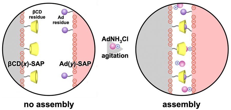 Conceptual illustration of the formation of assemblies from βCD(x)-SAP and Ad(y)-SAP microparticles assisted by addition of AdNH3Cl.