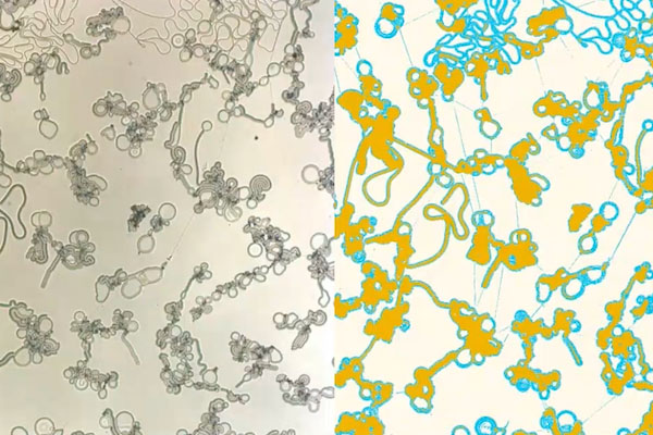 liquid crystals in actual (left) and false color (right)