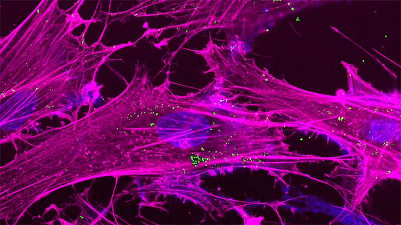 Recharging the powerhouse of the cell