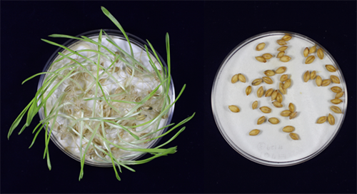 Germination test of non-mutated/unedited (left) and gene-edited (right) barley