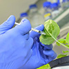 Scientists develop novel RNA- or DNA-based substances to protect plants from viruses