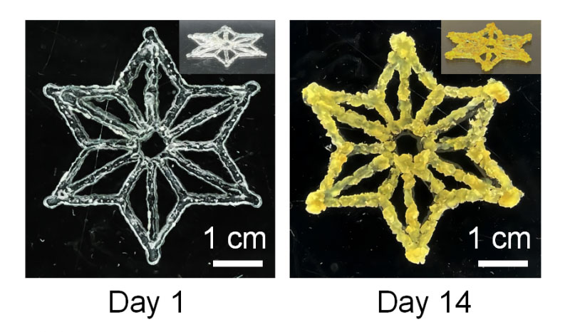 Las células vegetales impresas en 3D en hidrogel crecen y comienzan a florecer en grupos amarillos