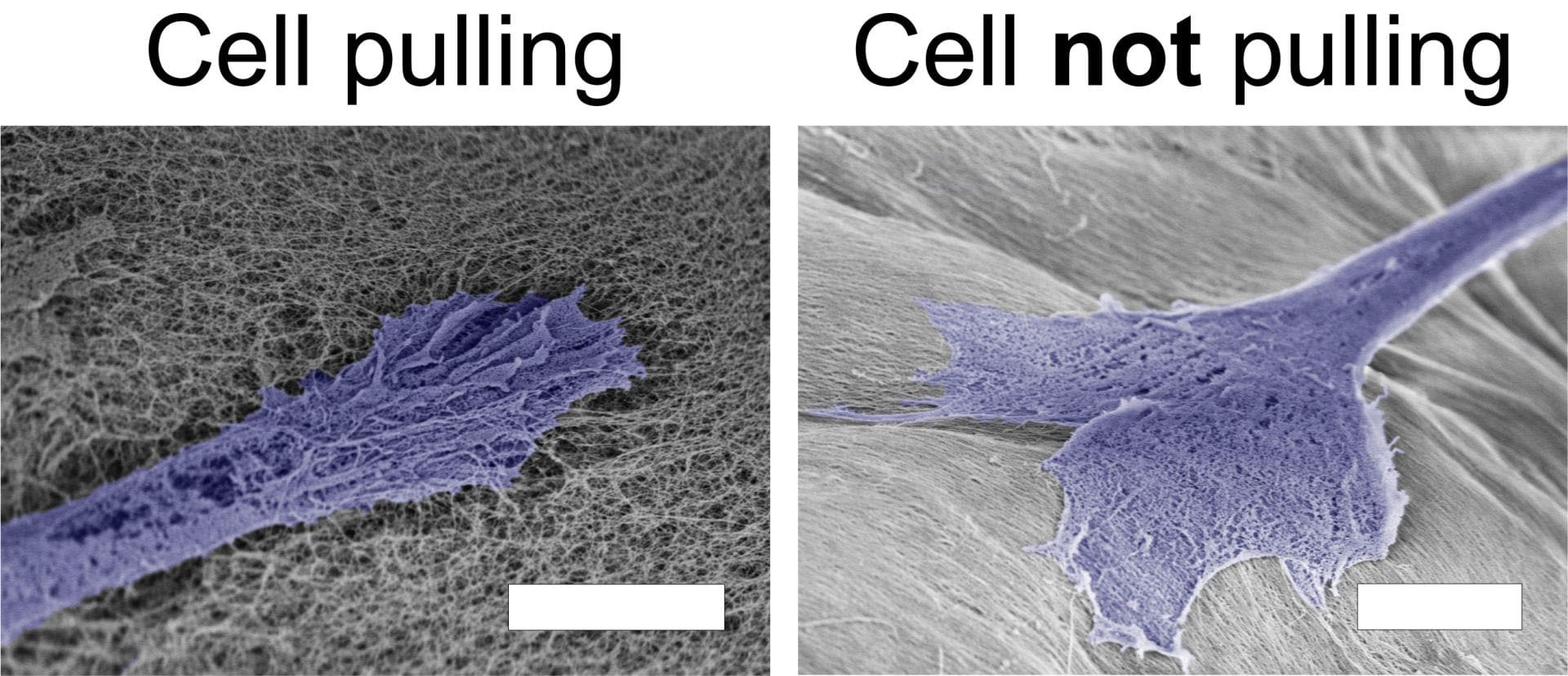 Scanning electron micrographs of cells pulling on nanofibers with lower alignments, but not pulling on nanofibers with higher alignments