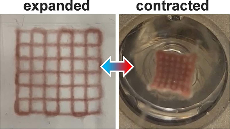 3D-printed, photoresponsive hydrogel structures