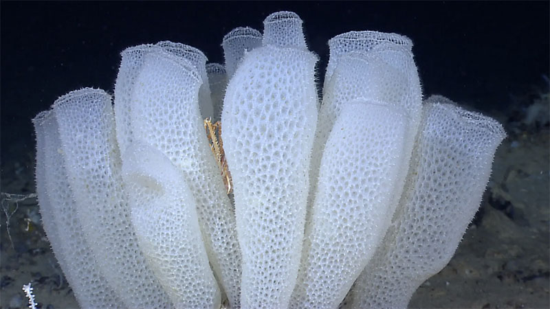 A group of Venus flower basket glass sponges