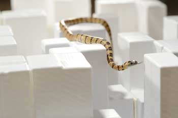Robotic modelling of snake traversing large, smooth obstacles reveals  stability benefits of body compliance