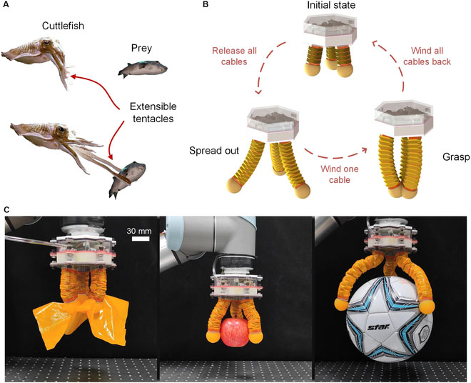 Bioinspired grasping of a robotic origami gripper