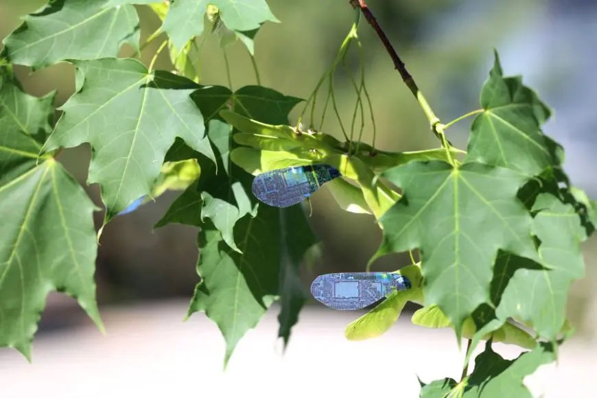Wind-dispersed seeds common among maple trees were a key source of inspiration for the light-controlled robot