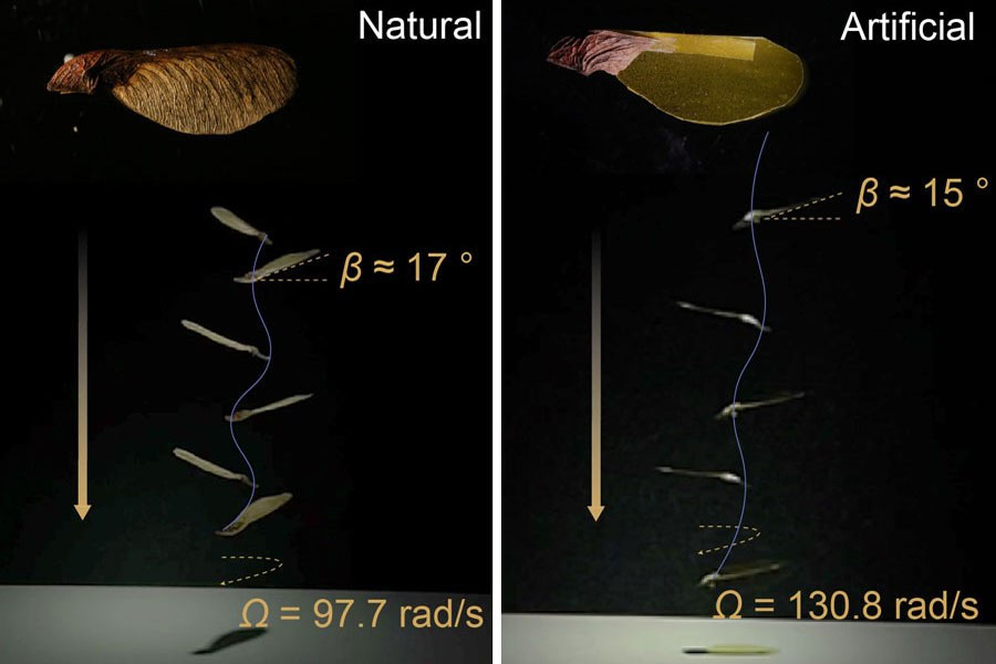 Superimposed images of natural maple samara (left) and artificial seed (right) during the descent in the steady air