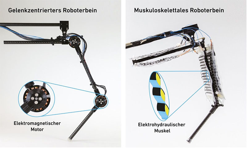 robotic leg designs