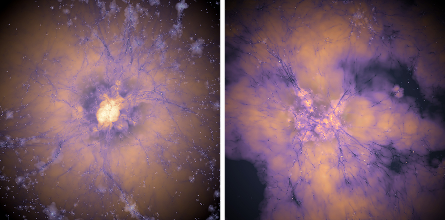 Early darkish vitality may resolve cosmology’s two largest puzzles